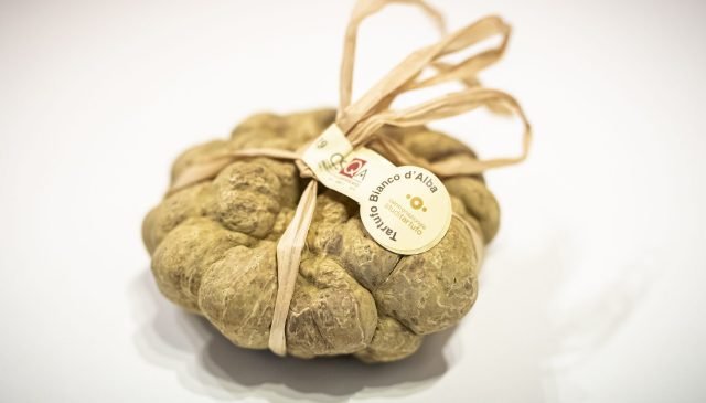 il tuber magnatum pico