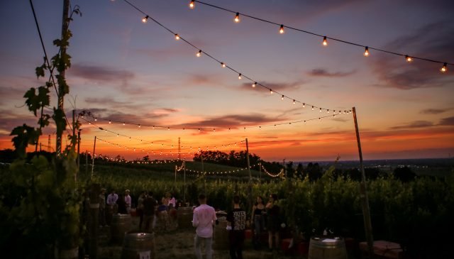 La vigna di Poderi di San Pietro, Milano