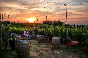 La vigna di Poderi di San Pietro, Milano