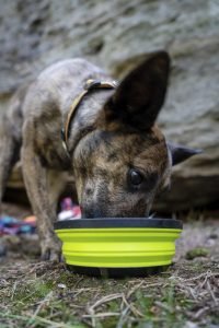 Piatto XSeal And Go con cane by Sea to Summit