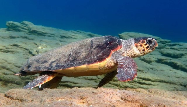 esemplare di tartaruga Caretta Caretta