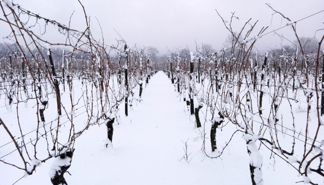 vigneto innevato, vino, neve
