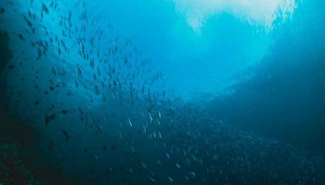 raggi di luce solare che brillano in mare, shcool di pesci