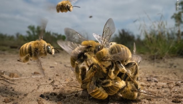 38 © Karine Aigner WINNER Wildlife Photographer of the Year 58
