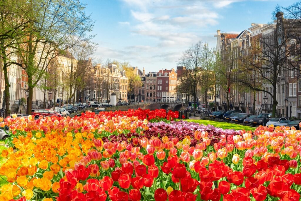 i canali di Amsterdamcon i tulipani in fiore