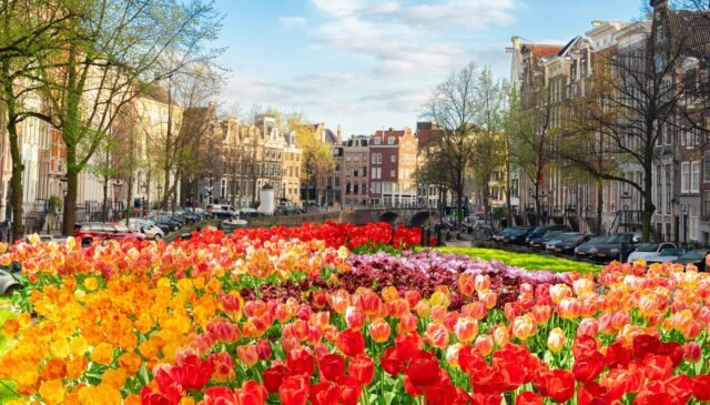 i canali di Amsterdamcon i tulipani in fiore