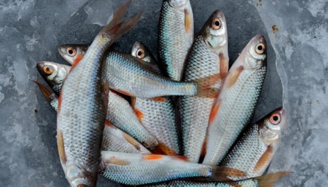 fish catch