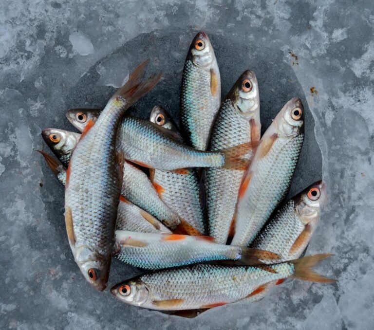 Ad AquaFarm si parla di pesce coltivato e non solo