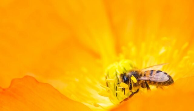 yellow bumblebee gathering pollen close up photography
