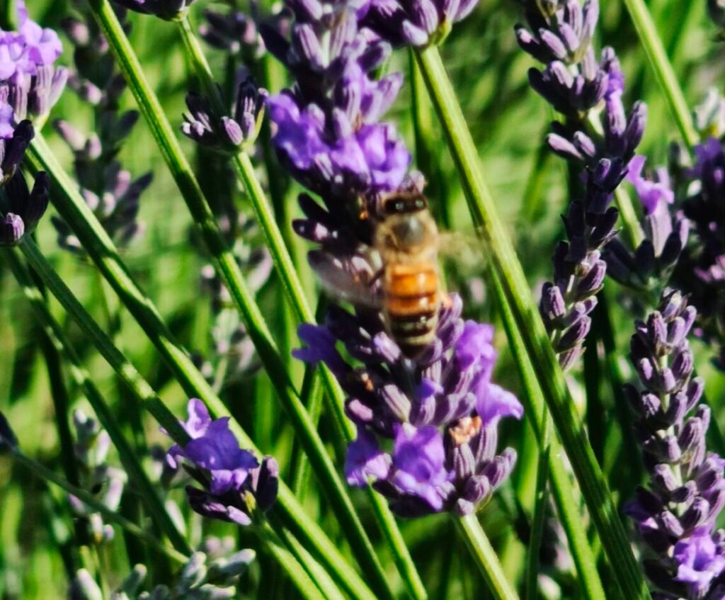 un'ape al il Festival della Lavanda di Pieve di Santa Luce