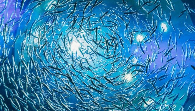 underwater photography of school of fish