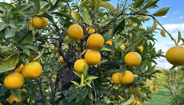 L'arancia bionda tardiva di Trebisacce è Presidio Slow Food