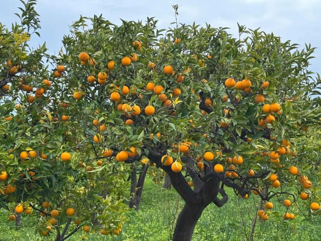 L'arancia bionda tardiva di Trebisacce è Presidio Slow Food