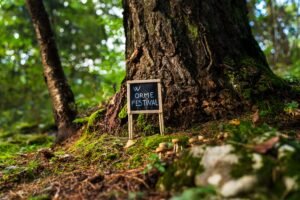 Orme – Festival dei Sentieri. Un albero nel bosco