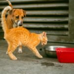 “Altri Animali”: il film sulla clinica degli animali di nessuno