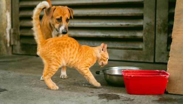 dog and cat on a street