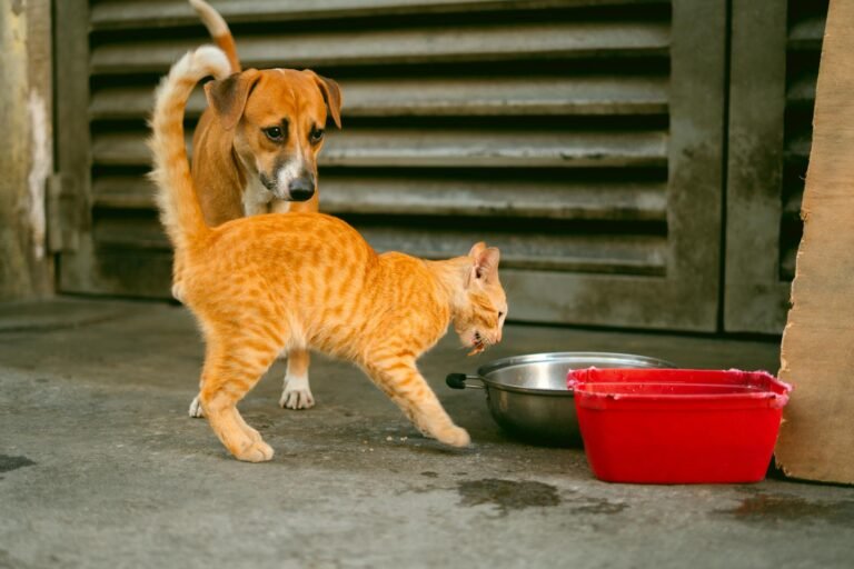 dog and cat on a street