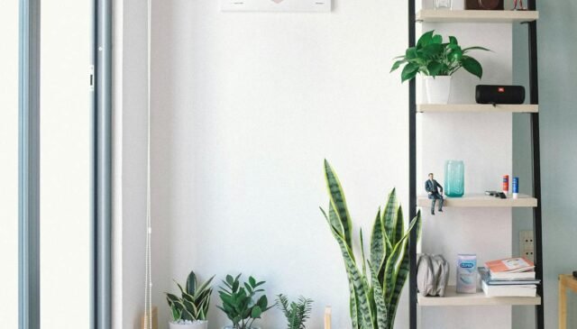 rectangular white and black wooden display rack beside green snake plant