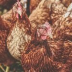 Scandalo KFC in Danimarca e Repubblica Ceca