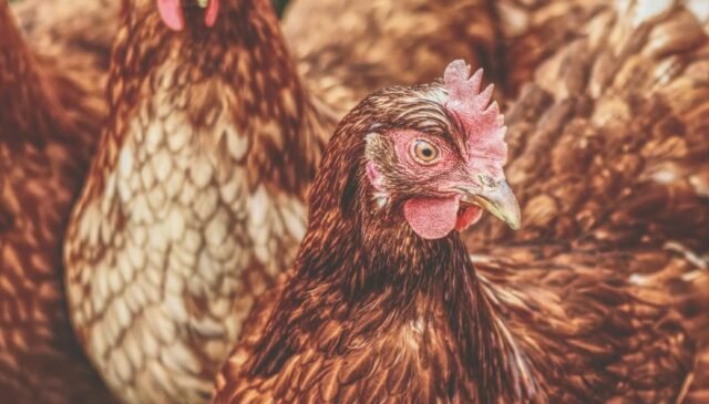 flock of brown hens
