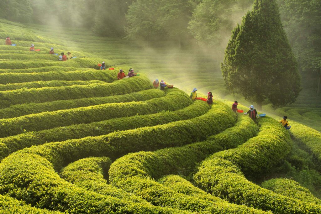 Corea de Sud - Morning of a Tea Plantation